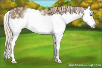 Horse Color:White Spotted Chocolate Palomino Splash 