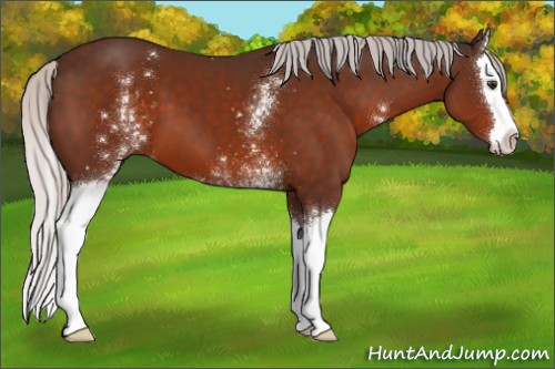 Horse Color:White Spotted Silver Brown Splash 