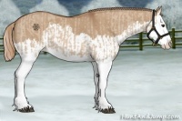 Horse Color:Red Dun Splash and Red Dun Splash