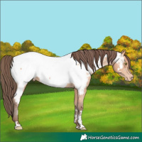 Horse Color:Amber Champagne Near Fewspot