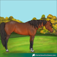 Horse Color:Bay 