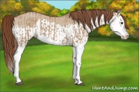 Horse Color:Red Dun Splash  and Red Dun Splash 
