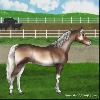 Horse Color:Liver Red Onyx Mushroom 