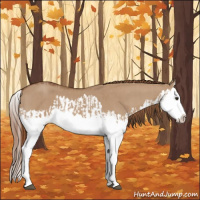 Horse Color:Red Dun Splash  and Red Dun Splash 