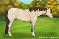 Horse Color:Amber Champagne Ice Dun 
