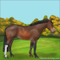 Horse Color:Bay 