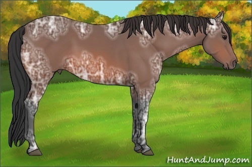 Horse Color:Bay Ice Sabino 
