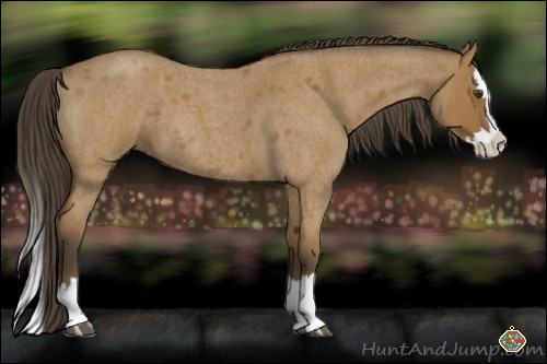 Horse Color:Buckskin Roan Splash