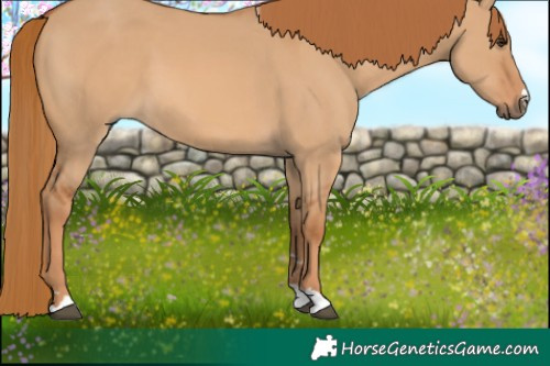 Horse Color:Red Dun
