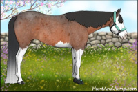 Horse Color:Bay Roan Splash