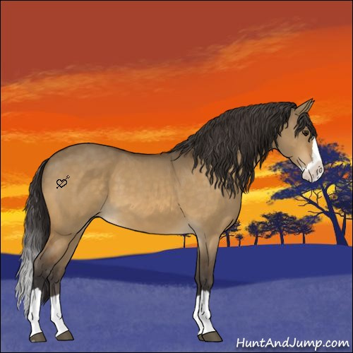 Horse Color:Buckskin Dun Splash 