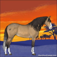 Horse Color:Buckskin Dun Splash