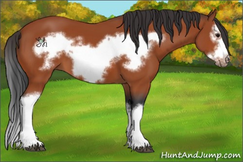 Horse Color:Bay Splash Frame