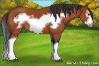 Horse Color:Bay Splash Frame 