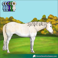 Horse Color:Palomino Roan Splash 