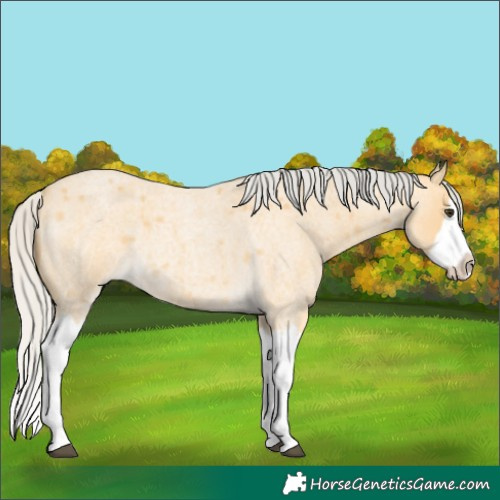 Horse Color:Silver Buckskin Roan Splash 