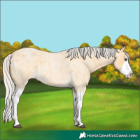 Horse Color:Silver Buckskin Roan Splash 