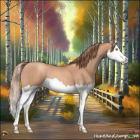 Horse Color:Gold Champagne Roan Splash 