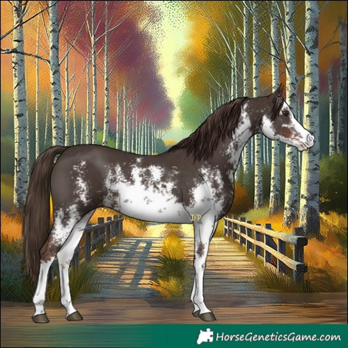 Horse Color:White Spotted Liver Chestnut Sabino