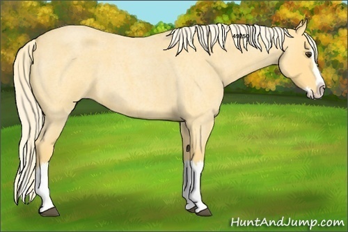 Horse Color:Palomino Roan Splash