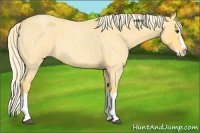 Horse Color:Palomino Roan Splash 