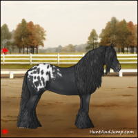 Horse Color:Black Appaloosa