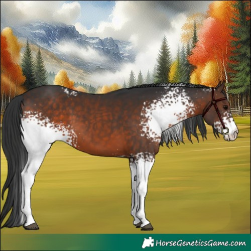 Horse Color:White Spotted Brown 