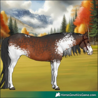 Horse Color:White Spotted Brown