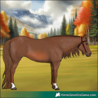 Horse Color:Chestnut 