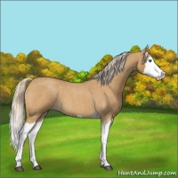 Horse Color:Palomino Roan Splash 