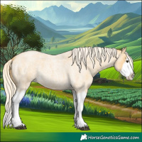Horse Color:Palomino Roan Splash