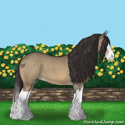 Horse Color:Buckskin Dun Splash
