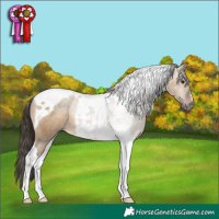 Horse Color:Gray Brown Dun Tobiano Appaloosa