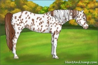 Horse Color:Chestnut Appaloosa 