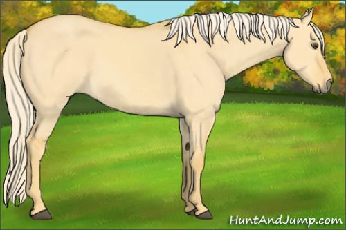 Horse Color:Palomino Dun 