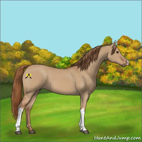 Horse Color:Red Dun 