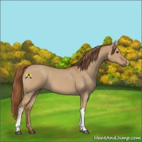 Horse Color:Red Dun 