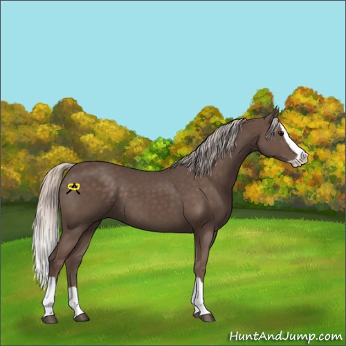 Horse Color:Silver Black Splash 