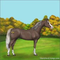 Horse Color:Silver Black Splash