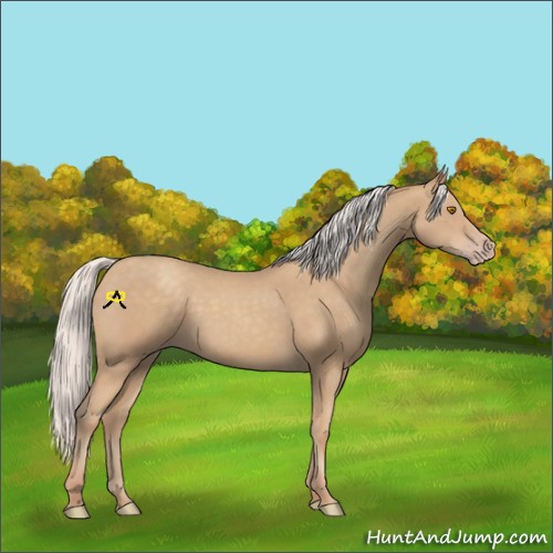 Horse Color:Silver Classic Champagne