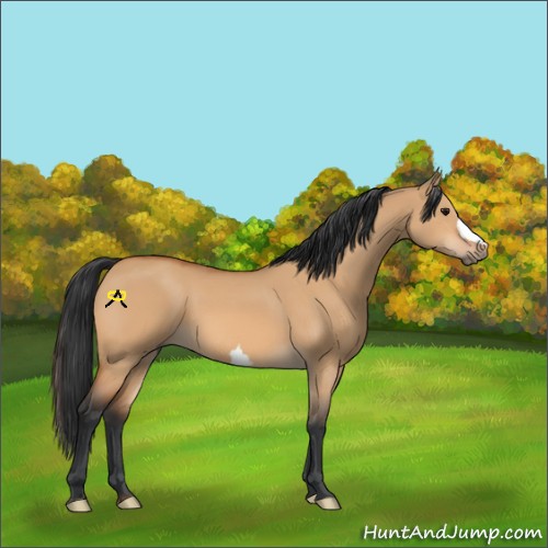 Horse Color:Bay Dun 