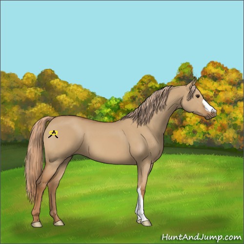 Horse Color:Red Dun 