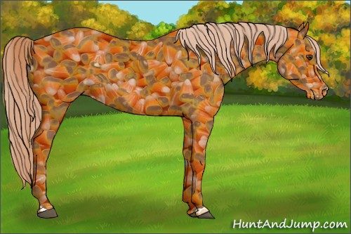 Horse Color:Chestnut Appaloosa
