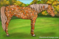 Horse Color:Chestnut Appaloosa 