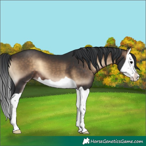 Horse Color:Brown Onyx Splash 