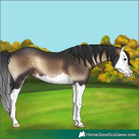 Horse Color:Brown Onyx Splash