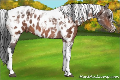 Horse Color:Bay Tobiano Near Leopard 