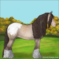 Horse Color:Sable Champagne Appaloosa 