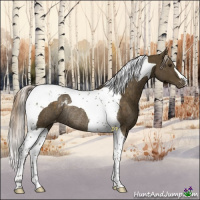 Horse Color:Chocolate Palomino Tobiano Appaloosa Rabicano 