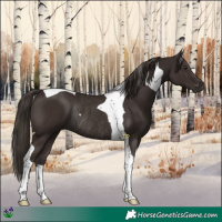 Horse Color:Liver Chestnut Tobiano Rabicano 